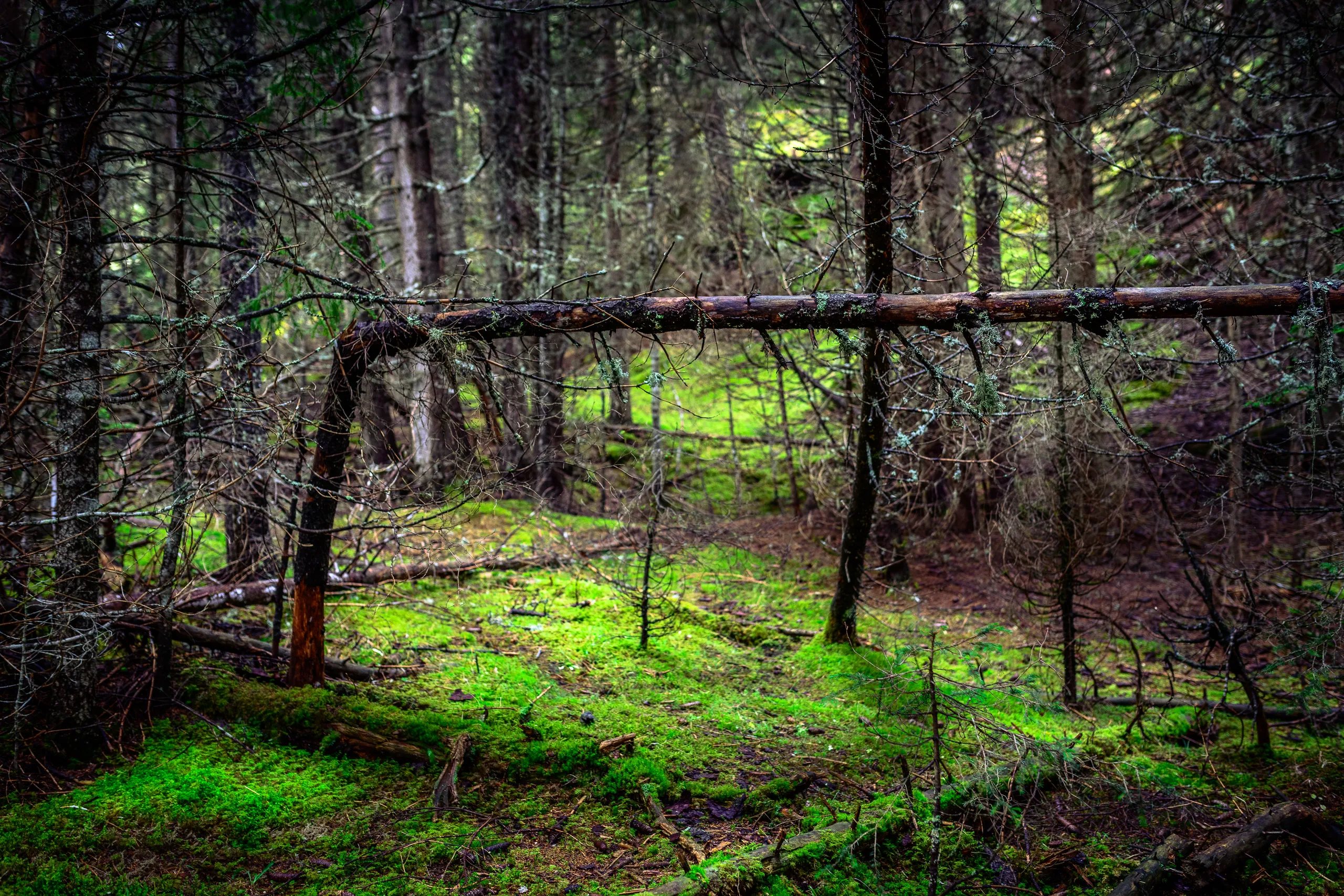 Dense woodland lit by soft green light
