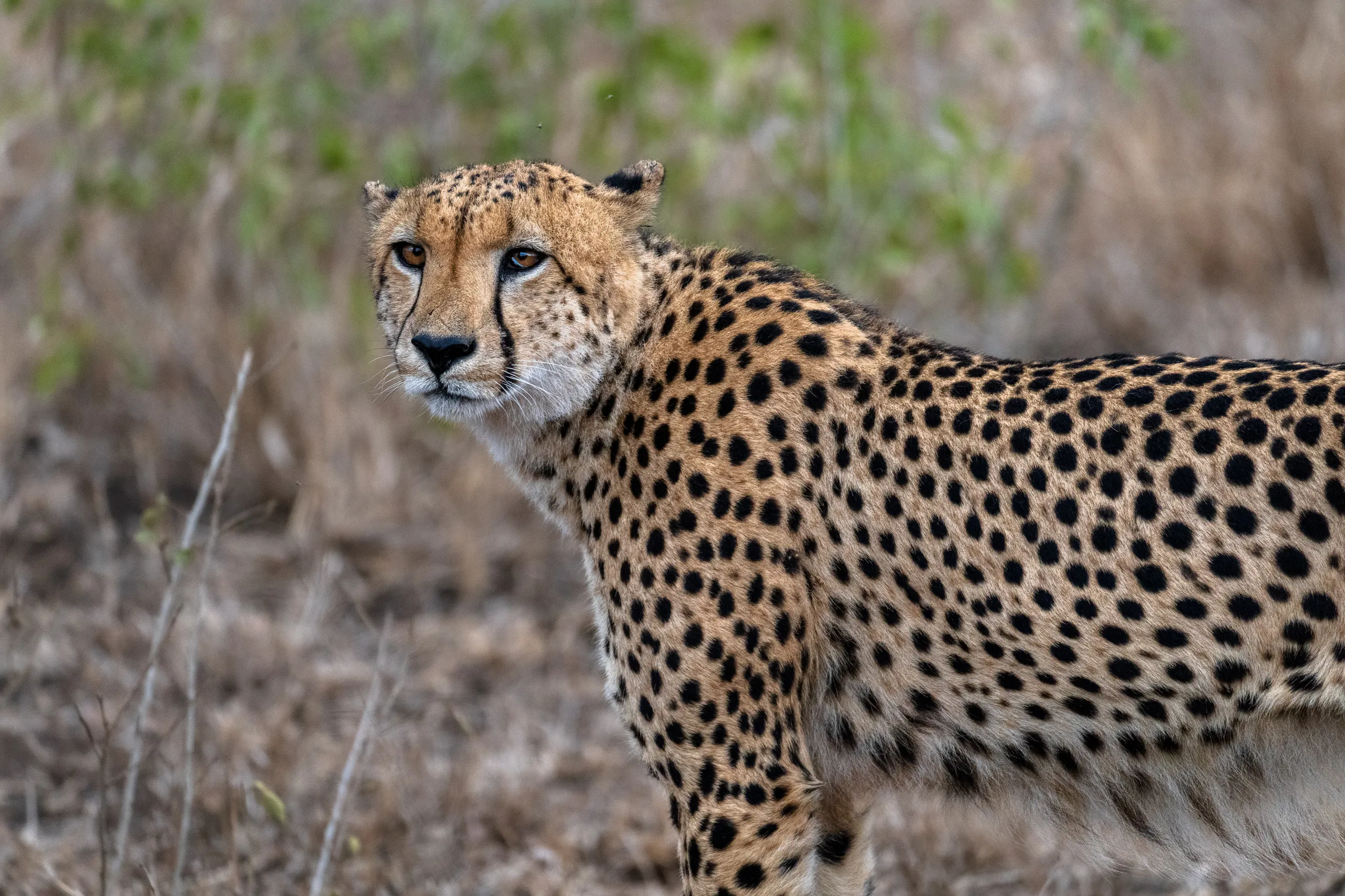 Cheetah looking toward the camera in the savanna
