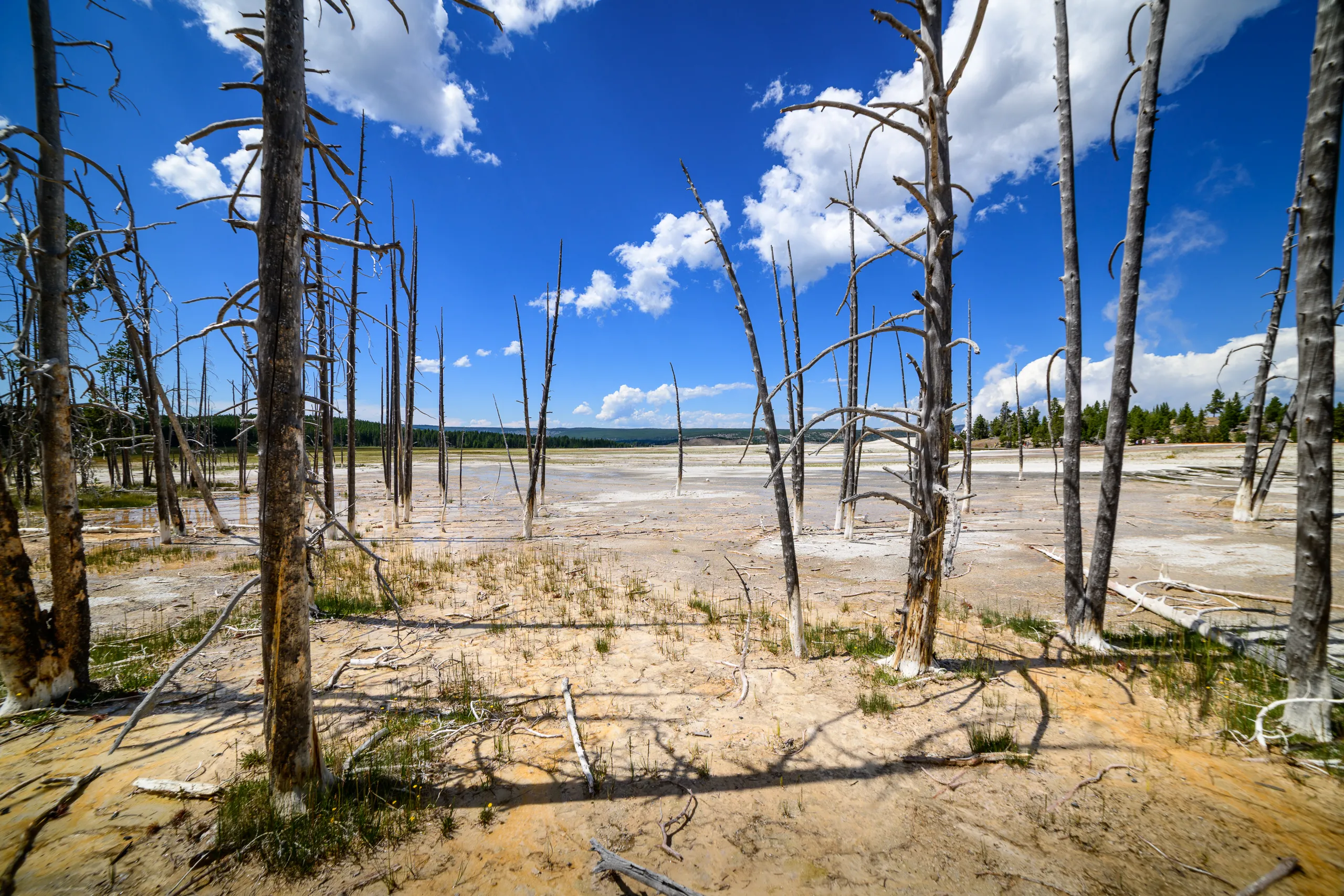 Sparse trees on mineral ground beneath a blue sky