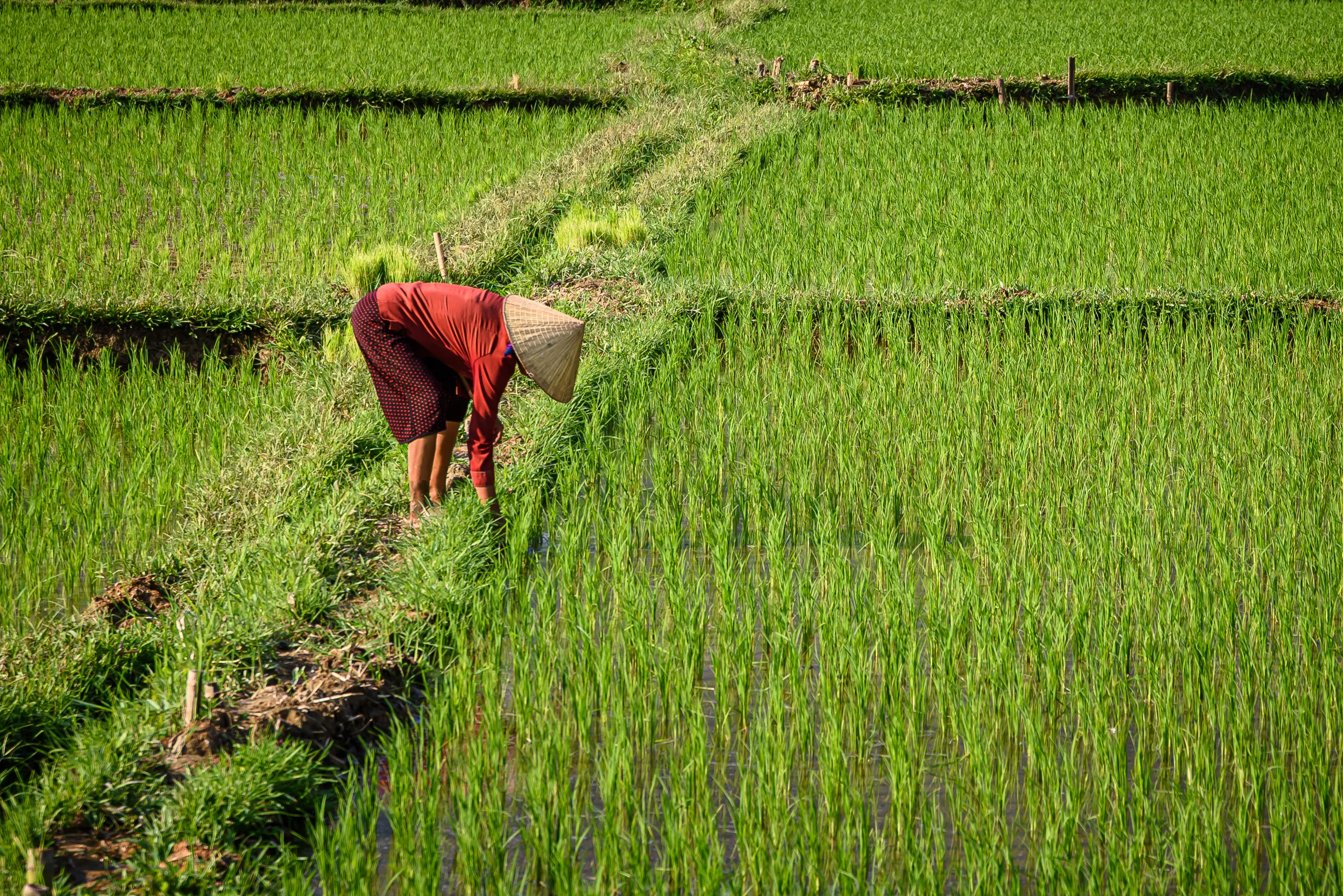 Person in red working in a green rice field